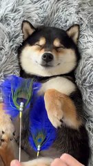 Manyu Spa Day ~🏻#dogsoftiktok #cute #littlemanyu #asmr #shibainu #shiba