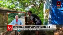 En Oaxaca, alumnos logran incubar la primera nidada de 380 huevos de iguana “verde”