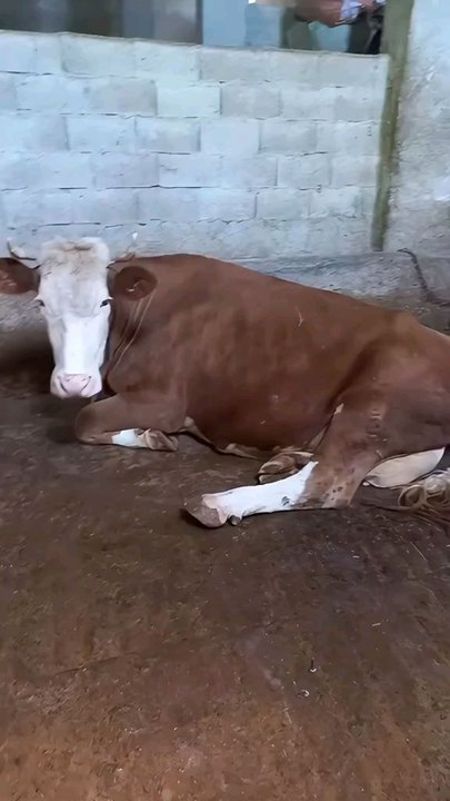 ai cow dance