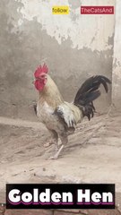 Golden Hen Breed | Desi murga | #foryou #chicken #golden #chicken @TheCatsAnd