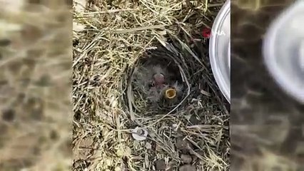 Mercimek tarlasında bulduğu kuş yavrularına kaşıkla su verdi