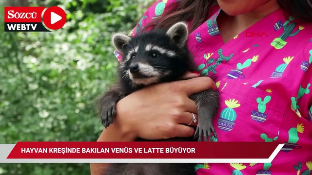 Hayvan kreşinde bakılan Venüs ve Latte büyüyor