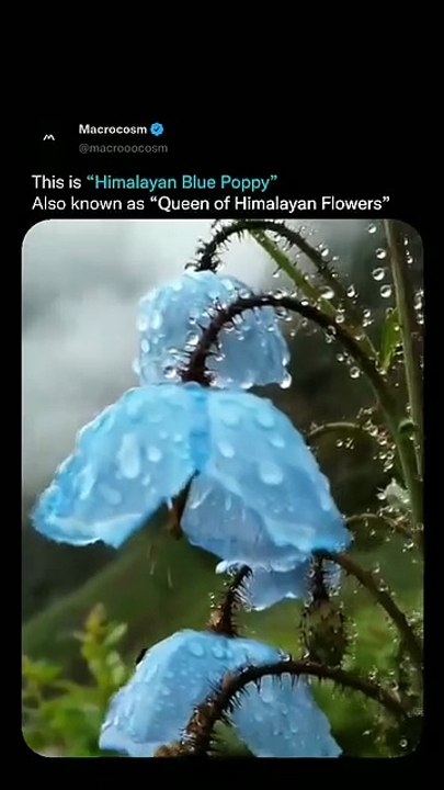 Discover the Rare Himalayan Blue Poppy: Queen of Himalayan Flowers (Meconopsis)