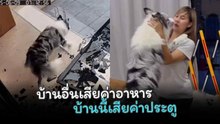 หมาพลังงานเกินต้าน เจอคนเดินผ่านหน้าบ้าน ถีบกระจกแตก !