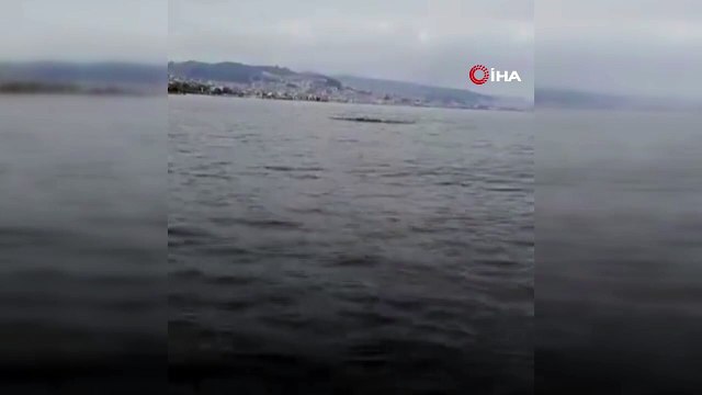 Mudanya sahilinde yunuslarla unutulmaz karşılaşma