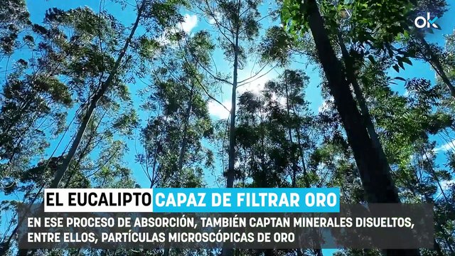 Los científicos no dan crédito: descubren que uno de los árboles más comunes en España es capaz de filtrar oro