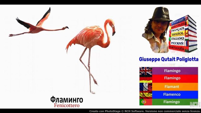 Visual Dict with Audio фламинго, василек, цветок олеандра, тюлень