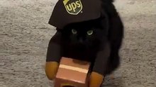 ups pisicaUPS Cat on Duty – Too Funny! / Pisica UPS în Acțiune – Prea Amuzant!