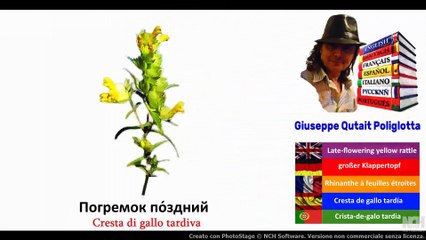 Visual Dictionary with Audio  ворона, Погремок по́здний, хризантема, крокус