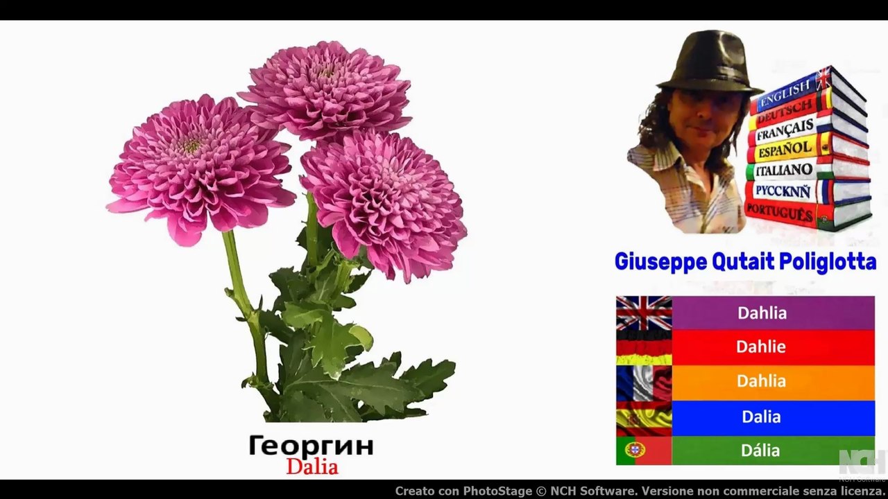 Visual Dict with Audio  Георгин, Молочай, зеленая фасоль, Боб садовый