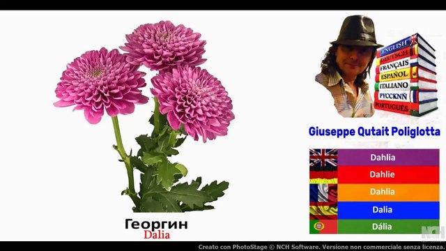 Visual Dict with Audio Георгин, Молочай, зеленая фасоль, Боб садовый