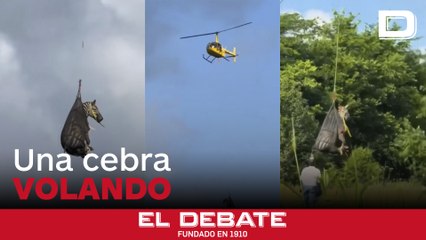 El rescate en helicóptero de una cebra que se escapó en Tennessee (EE.UU.)
