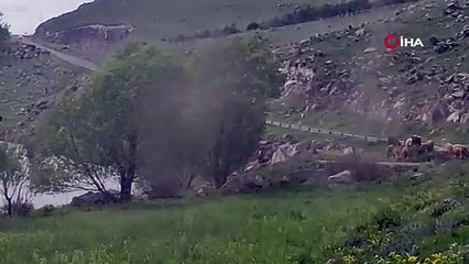 Ağzınızı, gözünüzü, kulağınızı tıkamadan geçemezsiniz. Böyle istila görülmedi: Göz gözü görmüyor!