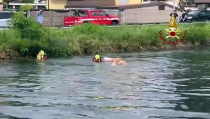 ARCONATE (MI) - RECUPERO DI UNA MANDRIA DI MUCCHE FINITE NEL CANALE VILLORESI (06.06.25)