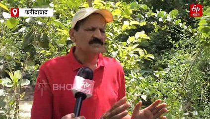 फरीदाबाद की ये सोसाइटी बनी मिनी फॉरेस्ट, लोगों को गर्मी में हो रहा कूल-कूल फील, जापानी तकनीक बनी मददगार