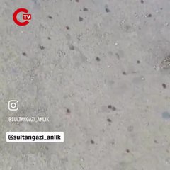 İstanbul'da kene istilası! Profesör paylaştı 'Acil tedbir alın'