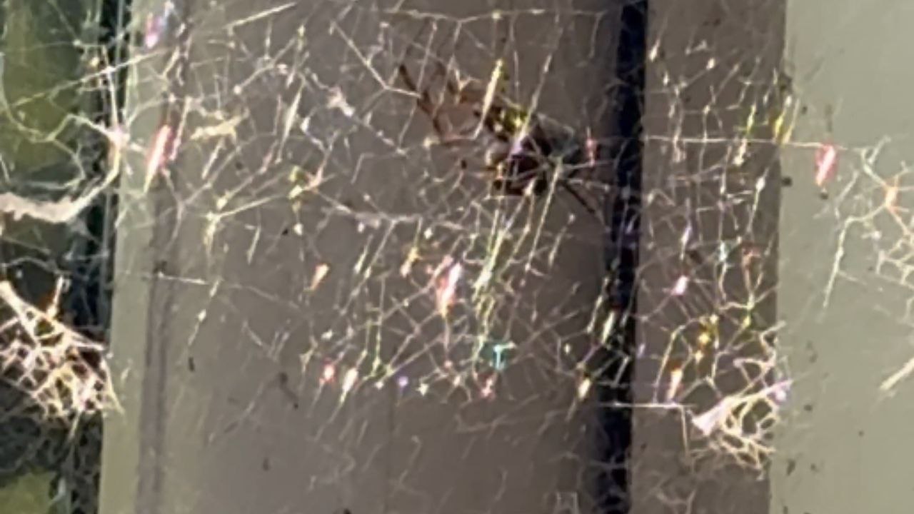 False widow battles hard to protect her home from an intruder