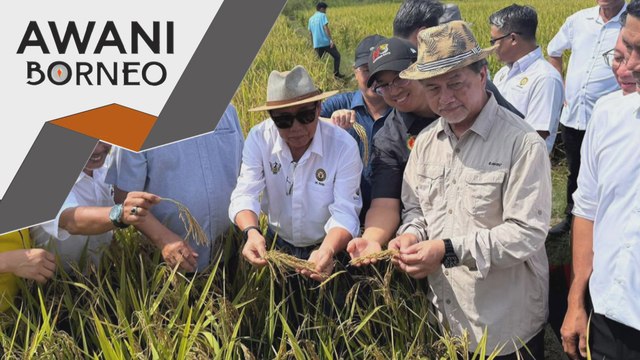 Padi hibrid pemangkin transformasi industri padi dan beras Sarawak