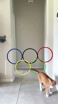 Kittens new viral funny video 😂📸 cats lover 😍🤣 animals love 😘❤️#shorts #shortvideos #viralshorts #viralvideos #funnyvideos #funny #comedy #kittens #cats #animals #love #care