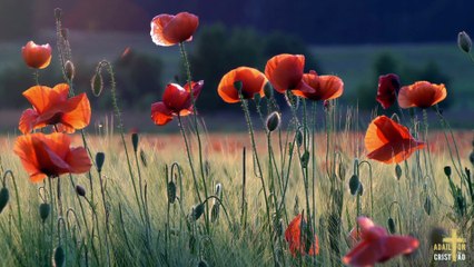 TUDO ESTÁ EM TUAS MÃOS | Meida & Renata | Hino cantado em Momentos no Tabernáculo da Fé