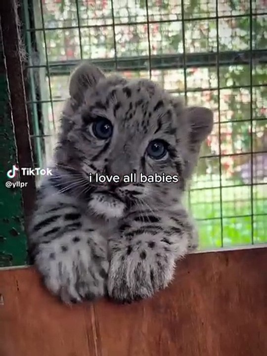 Cutie