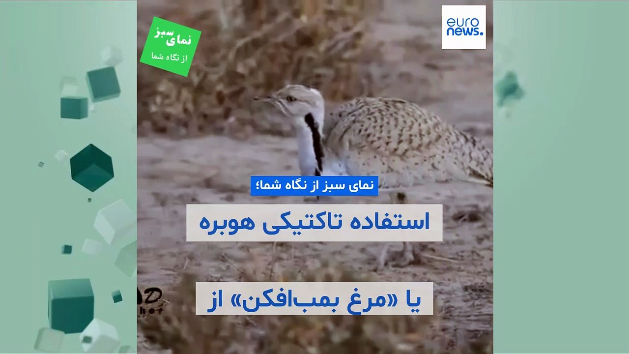 نمای سبز از نگاه شما؛ استفاده تاکتیکی هوبره یا «مرغ بمب‌افکن» از مدفوع برای فرار از خطر