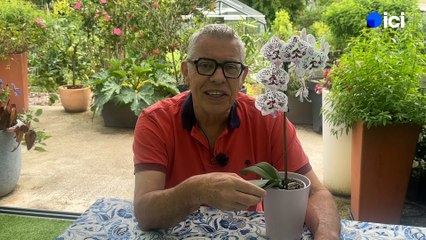 Roland Motte, jardinier : les soins à apporter pour une orchidée en pleine santés