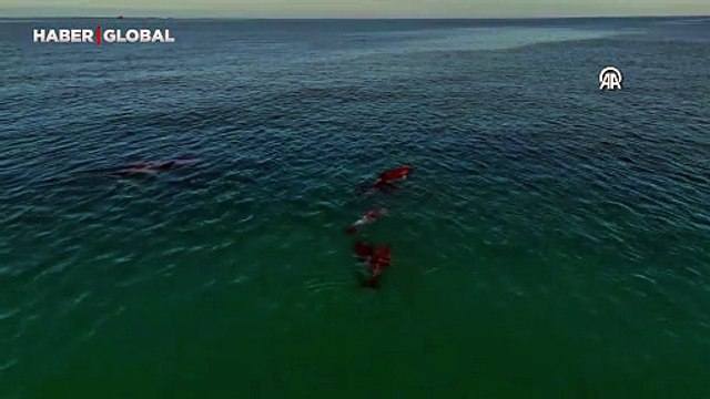 Karadeniz'de sürü halinde dolaşan yunuslar dronla görüntülendi