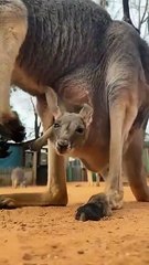 Baby kangaroo is peeking out of the pouch 🥰🦘 #animals #cuteanimals #shorts