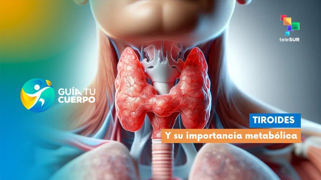 Tiroides y su Importancia Metabólica