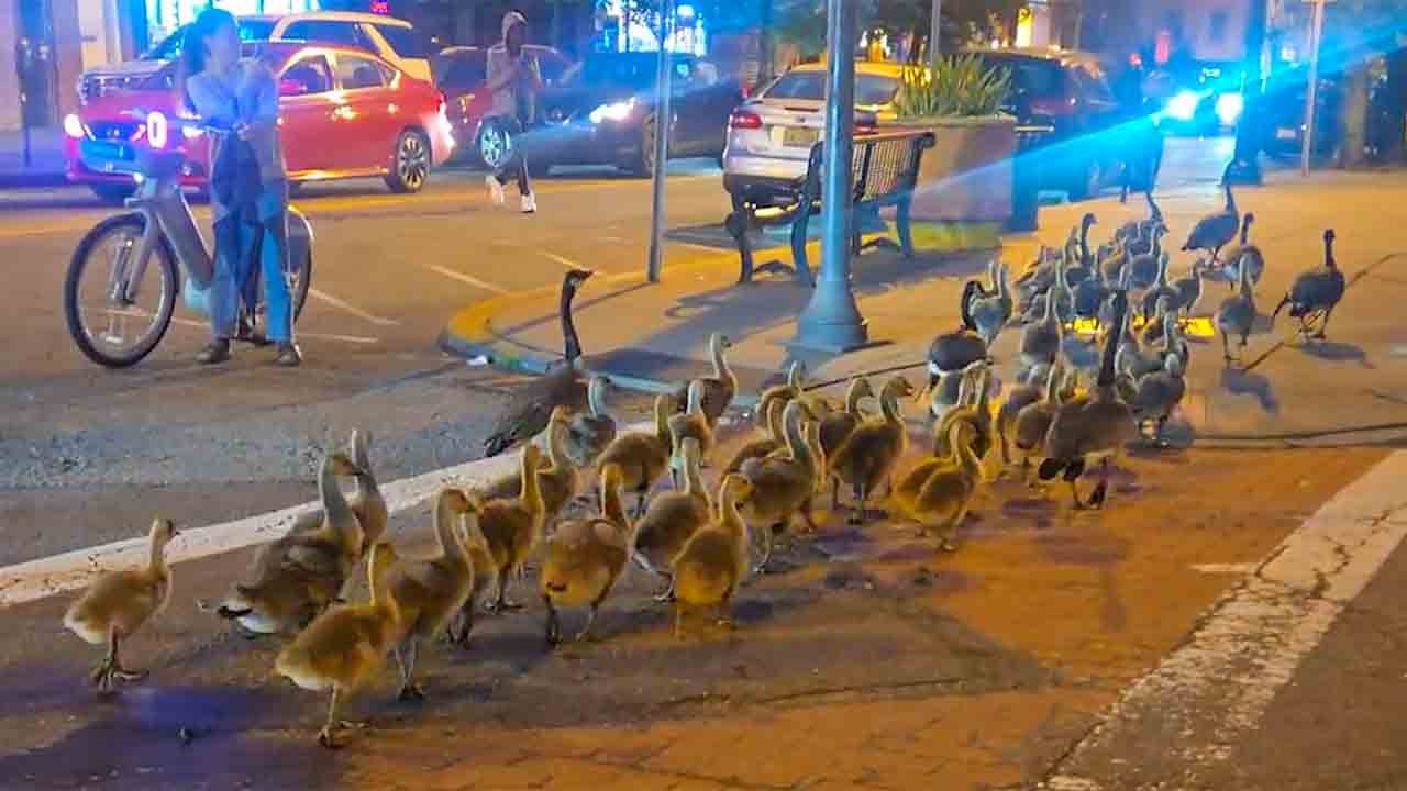 Video: Familie von 60 Kanadagänsen spaziert durch die Straßen und begeistert Reddit-Nutzer