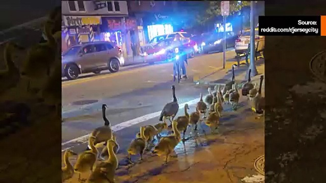 Video: Familie på 60 canadagæs spankulerer rundt i gaderne og begejstrer Reddit-brugere