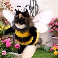 The cat is the queen bee