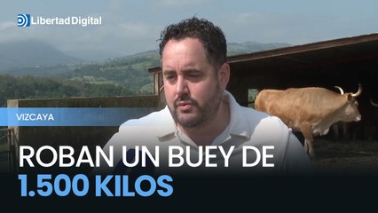 Roban un buey de 9 años que pesaba alrededor de 1.500 kilos