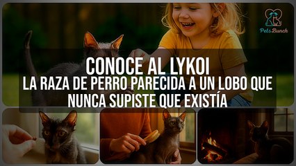 Meet the Lykoi: The Wolf-Like Dog Breed You Never Knew Existed!