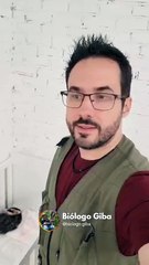 Com sono, gambá invade creche e dorme em lugar inusitado em Jaraguá do Sul