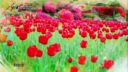 CUỘC SỐNG RỰC RỠ - TẬP 87 - VTV3 THUYẾT MINH - PHIM HÀN QUỐC - CUOC SONG RUC RO