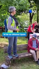 Des dizaines de teckels rassemblés à Concarneau