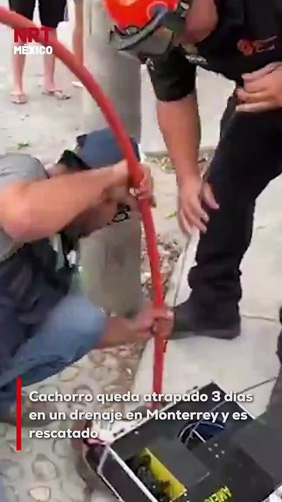 Tras pasar tres días atrapado en un sistema de drenaje, un perrito fue rescatado con vida en Monterrey gracias a la intervención de rescatistas y vecinos. Las labores se extendieron durante horas.