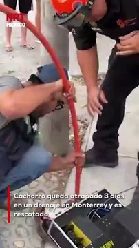 Tras pasar tres días atrapado en un sistema de drenaje, un perrito fue rescatado con vida en Monterrey gracias a la intervención de rescatistas y vecinos. Las labores se extendieron durante horas.