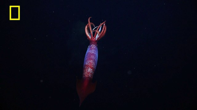 Watch the First-Ever Footage of a Living Gonatus Antarcticus Squid