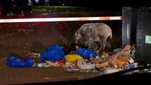 Des sangliers saccagent leurs poubelles chaque nuit, ces habitants sont à bout