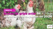 Brotes de gripe aviar en mamíferos se duplican en 2024