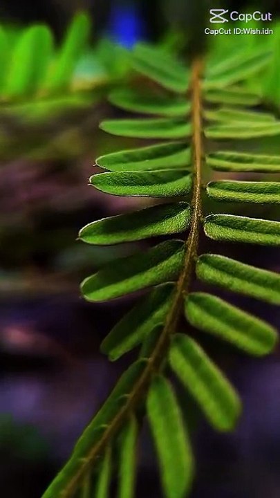 Nature video 🍀