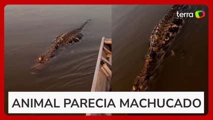 Jacaré dá susto em família ao 'reviver' durante travessia de barco