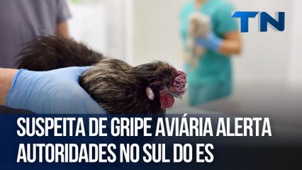 Suspeita de gripe aviária alerta autoridades no sul do ES