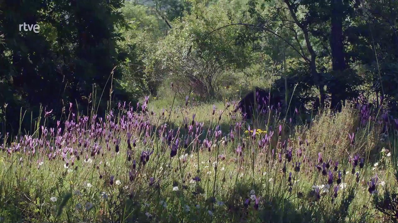 La reina de la noche