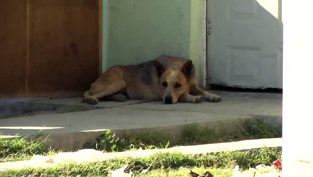 Atenderá Protección Animal a todos los perros y gatos callejeros en Frontera