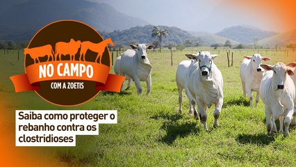 No campo com a Zoetis: saiba como proteger o rebanho contra os clostridioses