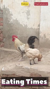 Rooster Eating Schedule | Rooster Feeding Times | #foryou #roosters #murga #feeding @TheCatsAnd